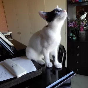 ねこのサムネイル
