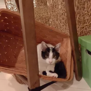 ねこ　のサムネイル