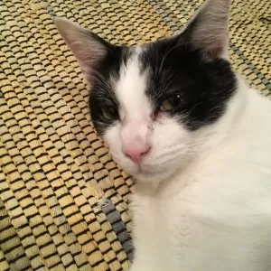 久しぶりにネコ。のサムネイル